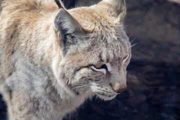 The head of a lynx with beautiful arrows on its ears against the background of rocks on a sunny day.  Animals, mammals, predators.