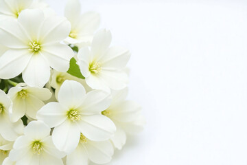 Obraz premium bunch of white flowers sitting on top of a table1