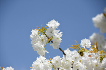 千原桜