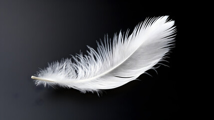Obraz premium white feather gently floating against a deep black background, creating a striking contrast 