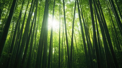 Fototapeta premium Sunlit Bamboo Forest: A captivating photograph showcases a dense bamboo forest, with towering stalks reaching towards the sunlight, creating a serene and immersive atmosphere. 