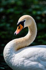 Obraz premium araffe with a yellow beak and a black head and neck