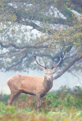 Red deer stag standing in bracken during the rut in autumn