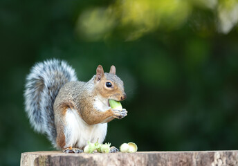 Grey squirrel eating green acorn on a tree stump in autumn