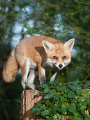 Portrait of a cute red fox standing on a tree stump in a forest