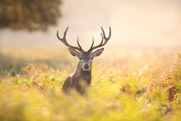 Young red deer stag standing in ferns on a misty autumn morning