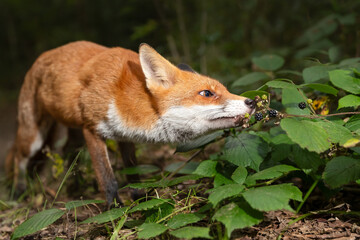 Portrait of a red fox eating blackberries in forest