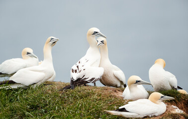 Northern gannets nesting on a sea cliff