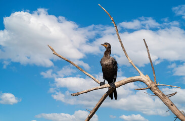 Neotropic cormorant perched on a tree branch
