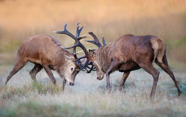 Red deer stags fighting during the rutting season in autumn