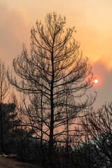 Sun shining through a cloud of smoke and branches of burnt trees in Marmaris resort town of Turkey, following forest fires of July-August 2021