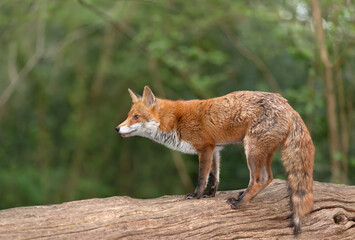 Fototapeta premium Red fox standing on a fallen tree in a forest