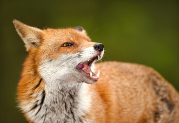 Portrait of a red fox with open mouth