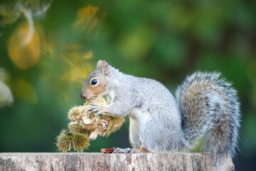 Grey squirrel eating sweet chestnut fruits in autumn