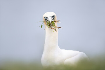 Portrait of a Northern gannet carrying nesting material in its beak
