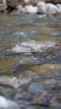 田舎に流れる清流