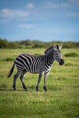 zebra standing in a field of grass with trees in the background
