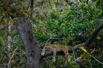 Leopard in its natural habitat