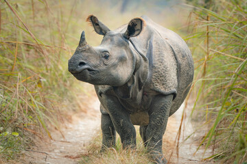 Indian rhinoceros © Saurabh