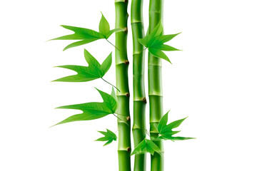 Obraz premium bamboo leaves isolated on white