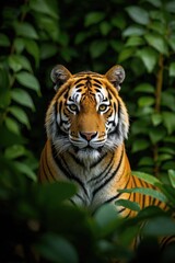 there is a tiger that is sitting in the bushes