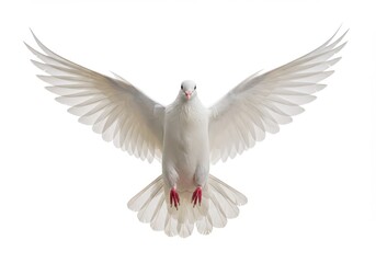 Obraz premium A white dove with wings spread wide against a bright white background in a studio setting view from front isolated on white background