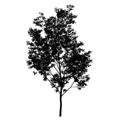 silhouette of a tree