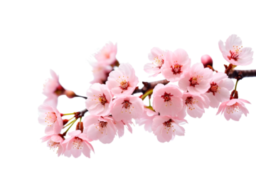 pink cherry blossom isolated