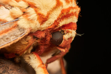 closeup view of purple moth resting on twig
