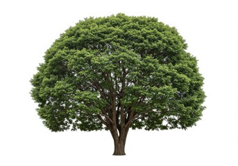 A full tree with a thick trunk and a dense canopy of green leaves isolated on a white background isolated on white background