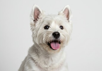Close up of a west highland white terrier with its tongue out on a white background looking happy isolated on white background