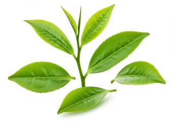 A close up of fresh green tea leaves and stem isolated on a white background in a studio shot isolated on white background