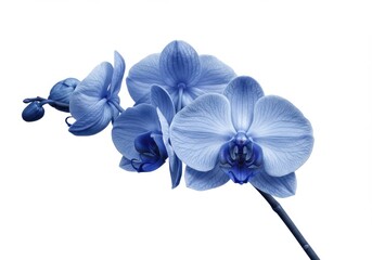 A close up of a stem of blue orchid flowers in full bloom against a stark white background studio shot isolated on white background