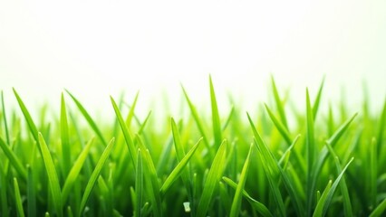 Obraz premium Fresh Green Grass Close-Up, Spring Season