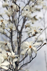 many white magnolia flowers on a tree