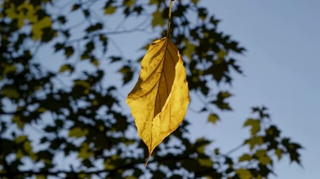 Autumn yellow leaf falling gently against blue sky background