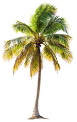 Tropical Palm Tree (1)