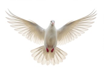 Obraz premium A white dove with its wings spread wide against a bright white background in a studio setting lookin isolated on white background