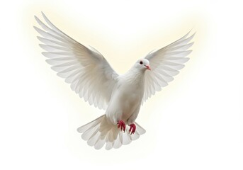 Obraz premium A white dove with its wings spread wide against a plain white background in a studio setting shot isolated on white background