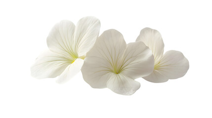 Obraz premium White Violet Flower Isolated on White - Elegant and Minimalistic Floral Photography Concept.