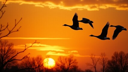 Fototapeta premium Silhouetted Geese Flying At Orange Sunset