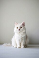 there is a white cat sitting on the floor looking at the camera