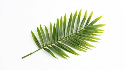 Fototapeta premium Single green palm frond with yellow speckles on a white background. Clean, simple, and minimalist.