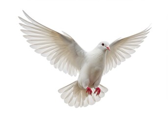Obraz premium A white dove with its wings spread wide against a plain white background in a studio setting isolated on white background