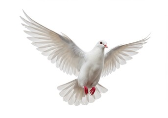 A white dove soars with outstretched wings against a stark white background in a studio setting isolated on white background