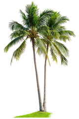 Lush tropical palm trees