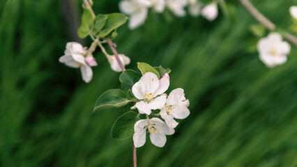 spring blooming of white flowers on a tree branch