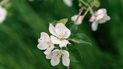 spring blooming of white flowers on a tree branch