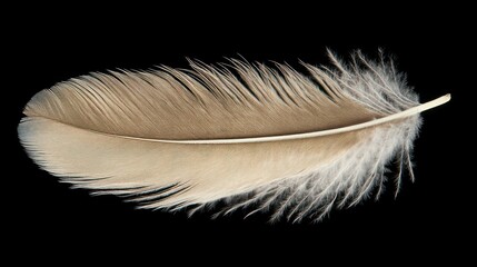 Detailed bird feather