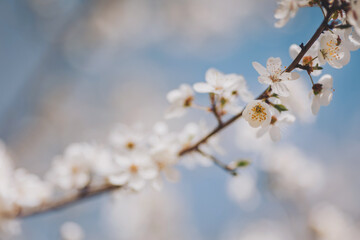 Blossoming cherry blossoms sway gently in the warm spring breeze under a bright blue sky, creating a tranquil and picturesque moment in nature's embrace.